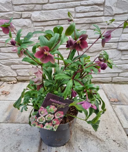 Hunyor - Helleborus orientalis - Viv Viktoria