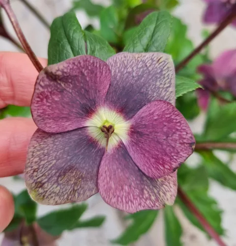 Hunyor - Helleborus orientalis - Viv Viktoria