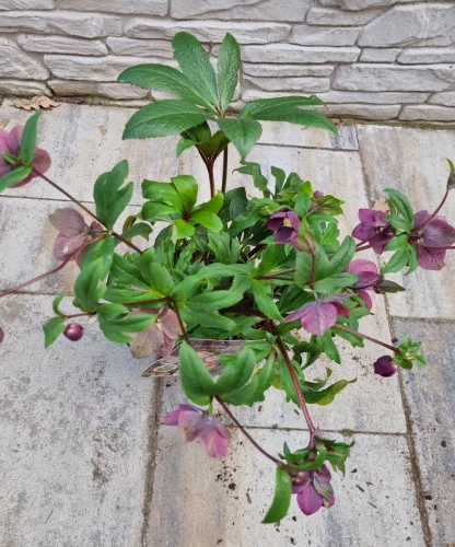 Hunyor - Helleborus orientalis - Viv Viktoria