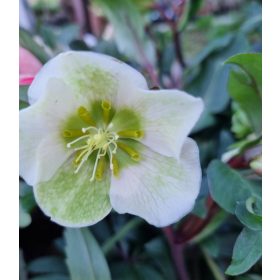 Hunyor - Helleborus x sahinii "Winterbells"