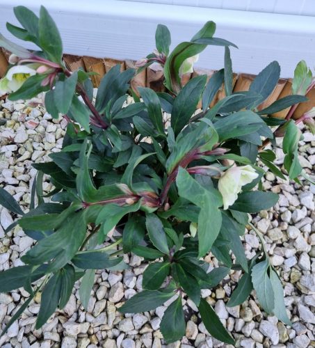 Hunyor - Helleborus x sahinii "Winterbells"