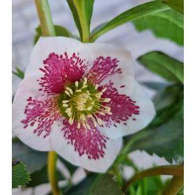 Hunyor - Helleborus orientalis "SP Sandra"
