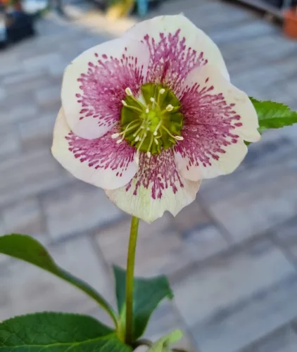 Hunyor - Helleborus orientalis "SP Sandra"
