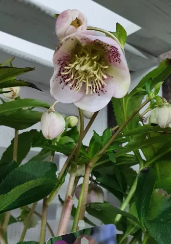 Hunyor - Helleborus orientalis "SP Sandra"