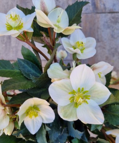 Hunyor - Helleborus x ericsmithii "Snow Rose"