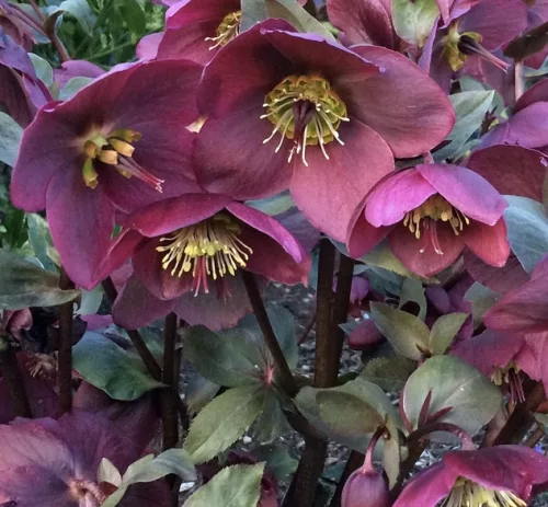 Hunyor - Helleborus HGC Ice n 'Roses' Early Red 