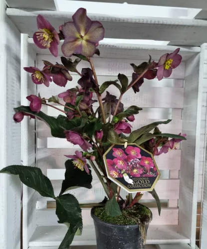 Hunyor - Helleborus HGC Ice n 'Roses' Early Red 