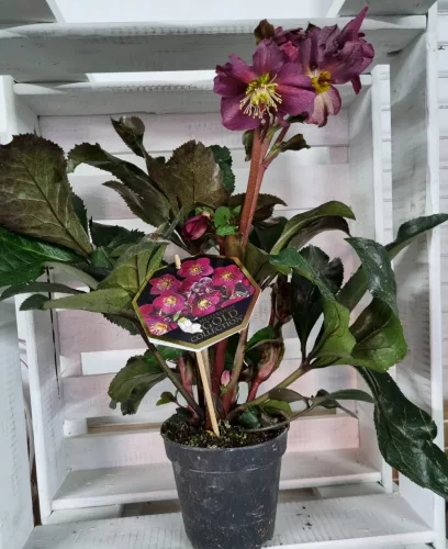 Hunyor - Helleborus HGC Ice n 'Roses' Early Red 