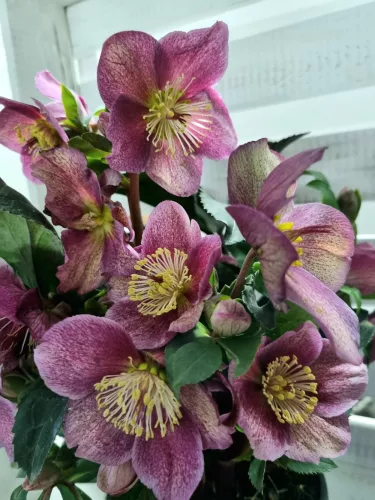 Hunyor - Helleborus HGC Ice n 'Roses' Early Red 