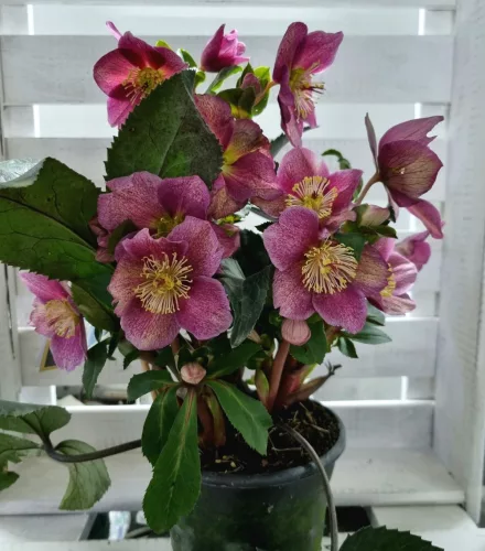Hunyor - Helleborus HGC Ice n 'Roses' Early Red 
