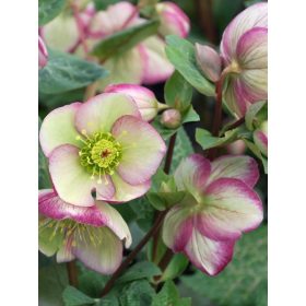 Hunyor - Helleborus x Hibridus- Glenda