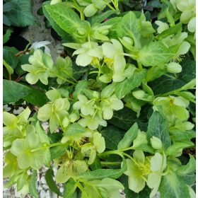 Hunyor - Helleborus Lividus " White Marble"
