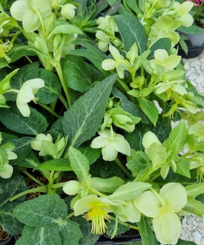 Hunyor - Helleborus Lividus " White Marble"