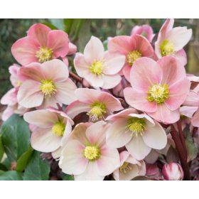 Hunyor - Helleborus HGC Pink Frost