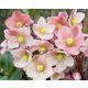 Hunyor - Helleborus HGC Pink Frost