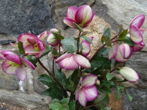 Hunyor - Helleborus x Hibridus- Glenda