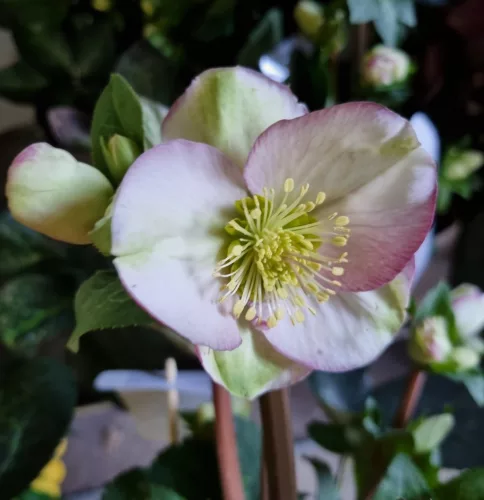 Hunyor - Helleborus x Hibridus- Glenda