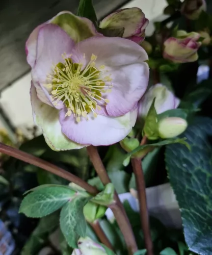 Hunyor - Helleborus x Hibridus- Glenda