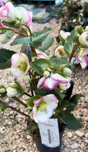 Hunyor - Helleborus x Hibridus- Glenda
