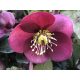 Hunyor - Helleborus "Anna