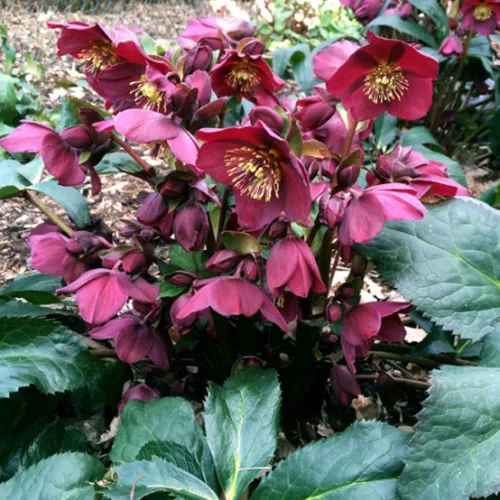 Hunyor - Helleborus "Anna