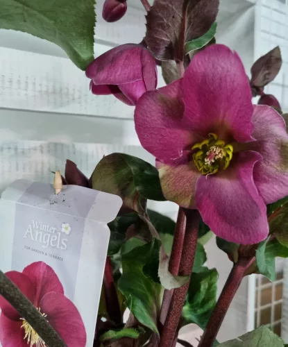 Hunyor - Helleborus "Anna