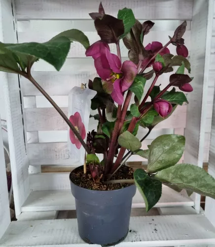Hunyor - Helleborus "Anna