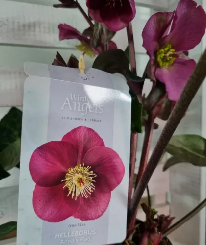 Hunyor - Helleborus "Anna