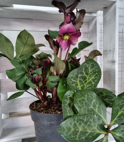Hunyor - Helleborus "Anna
