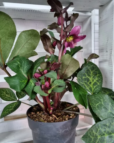 Hunyor - Helleborus "Anna