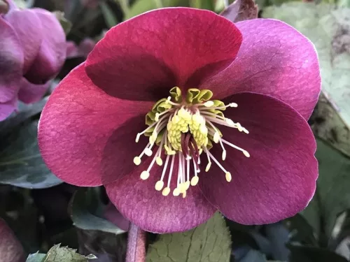 Helleborus "Anna's Red"  - Hunyor