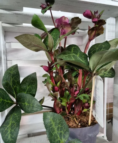 Helleborus "Anna's Red"  - Hunyor