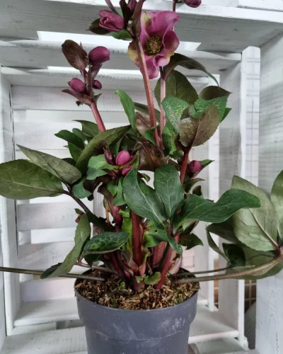 Helleborus "Anna's Red"  - Hunyor