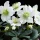Hunyor - Helleborus Niger "Christmas Carol"