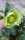 Zöld virágú Hunyor - Helleborus JWLS Winterbells
