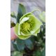 Zöld virágú Hunyor - Helleborus JWLS Winterbells