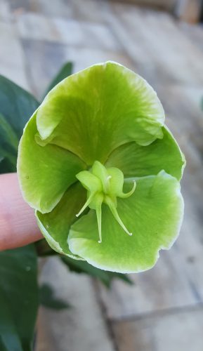 Zöld virágú Hunyor - Helleborus JWLS Winterbells