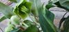 Zöld virágú Hunyor - Helleborus JWLS Winterbells