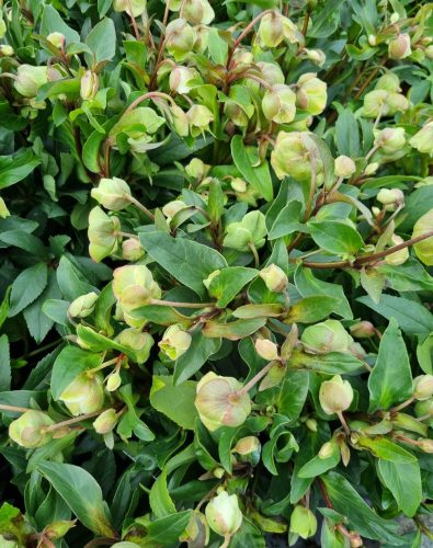 Zöld virágú Hunyor - Helleborus JWLS Winterbells