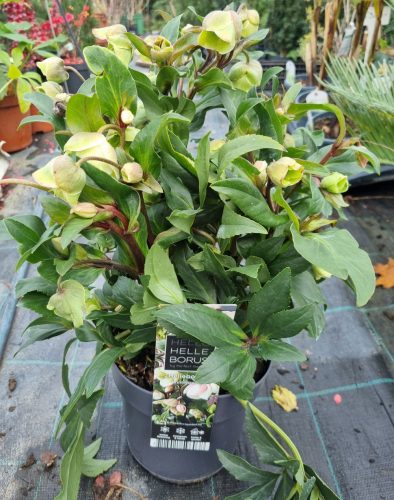Zöld virágú Hunyor - Helleborus JWLS Winterbells