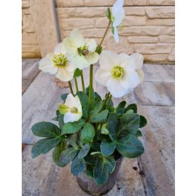 Fekete Hunyor - Helleborus Niger - 20 cm