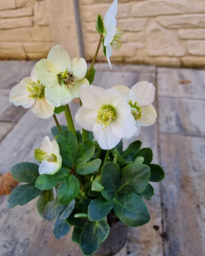 Fekete Hunyor - Helleborus Niger - 20 cm