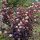 Vöröslevelű hólyagvessző - Physocarpus opulifolius 'Diabolo' 
