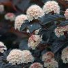 Vöröslevelű hólyagvessző - Physocarpus opulifolius 'Diabolo' 