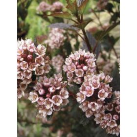   Hólyagvessző  - Physocarpus opulifolius 'Little Devil'