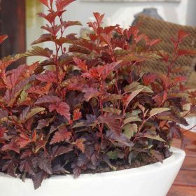   Hólyagvessző - Physocarpus opulifolius 'Little Angel' 