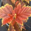 Hólyagvessző - Physocarpus opulifolius 'Little Angel' 
