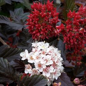   Hólyagvessző - Physocarpus opulifolius 'Red Baron' 