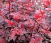 Hólyagvessző - Physocarpus opulifolius 'Red Baron' 