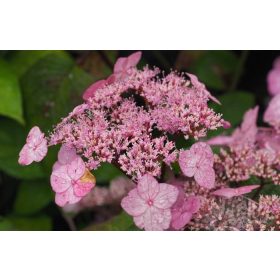   Fűrészeslevelű hortenzia - "Veerle" - Hydrangea Serrata
